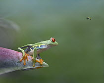 Red-eyed Tree Frog (Agalychnis callidryas) eyeing Bee Fly (Bombyliidae), Costa Rica, *digital composite*