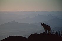 Mountain Lion (Puma concolor) on ridge, North America (digital composite)