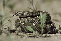 Prairie Rattlesnake (Crotalus viridis viridis) coiled, using its tongue to collect scents, North America