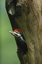 Pileated Woodpecker (Dryocopus pileatus) in nesthole, North America