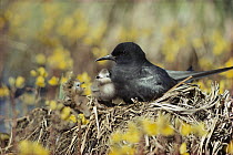 Black Tern (Chlidonias niger) parent sitting on nest with chicks, North America