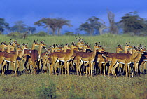 Impala (Aepyceros melampus), buck and harem on savanna, Kenya