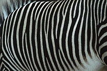 Burchell's Zebra (Equus burchellii) skin, Kenya