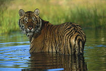 Siberian Tiger (Panthera tigris altaica) in water, native to Siberia