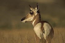 Pronghorn Antelope (Antilocapra americana) female, North America