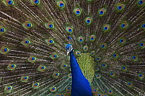 Indian Peafowl (Pavo cristatus) male with tail fanned out in courtship display, native to Asia