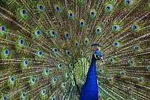Indian Peafowl (Pavo cristatus) male with tail fanned out in courtship display, native to Asia