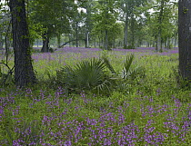 Brazos Penstemon (Penstemon tenuis) perennial meadow in Big Thicket National Preserve, Texas