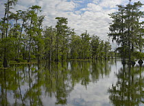 Bald Cypress (Taxodium distichum) swamp, Cypress Island, Lake Martin, Louisiana