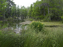 Yellow iris and Bald Cypress (Taxodium distichum), Cypress Island, Lake Martin, Louisiana