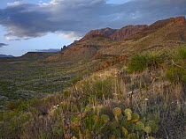 Chisos Mountains, Big Bend National Park, Chihuahuan Desert, Texas