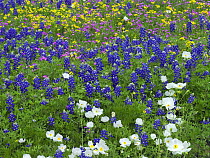 Sand Bluebonnet (Lupinus subcarnosus), Pointed Phlox (Phlox cuspidata), Prickly Poppy (Argemone albiflora), and Squaw-weed (Senecio aureus) flowers, Hill Country, Texas