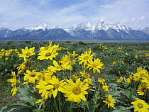 Balsamroot Sunflower (Balsamorhiza sagittata) patch, Grand Teton National Park, Wyoming