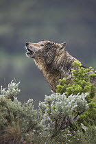 Gray Wolf (Canis lupus) howling, North America