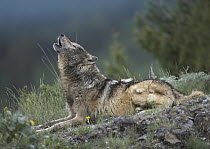 Gray Wolf (canis lupus) howling, North America