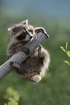 Raccoon (Procyon Lotor) baby climbing on dead tree limb, North America