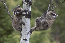 Raccoon (Procyon Lotor) two babies in tree, North America