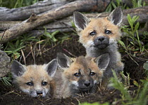Red Fox (Vulpes vulpes) trio of kits peeking out of their den, North America