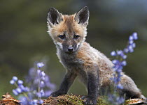 Red Fox (Vulpes vulpes) kit, North America