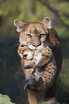 Mountain Lion (Puma concolor) mother carrying cub in her mouth, North America