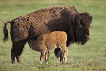 American Bison (Bison bison) cow and nursing calf, North America