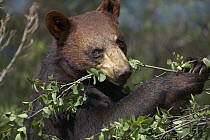 Black Bear (Ursus americanus) feeding, North America