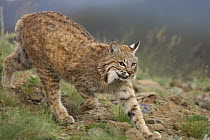 Bobcat (Lynx rufus) stalking, North America