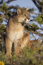 Mountain Lion (Puma concolor) sitting, North America
