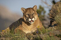 Mountain Lion (Puma concolor) portrait, North America