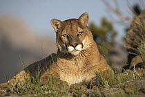 Mountain Lion (Puma concolor) portrait, North America