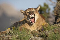 Mountain Lion (Puma concolor) yawning, North America