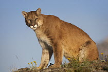 Mountain Lion (Puma concolor), North America