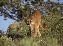 Mountain Lion (Puma concolor) stalking, North America