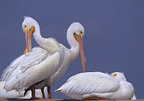 American White Pelican (Pelecanus erythrorhynchos) group preening, North America