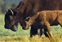 American Bison (Bison bison) calf with parent, North America