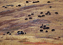 American Bison (Bison bison) herd grazing on prairie, North America
