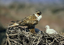 Ferruginous Hawk (Buteo regalis) parent with four chicks at nest, North America