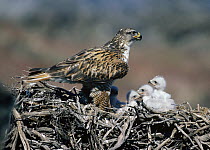 Ferruginous Hawk (Buteo regalis) parent with four chicks at nest, North America