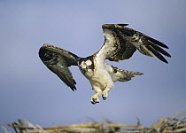 Osprey (Pandion haliaetus) landing at nest, North America