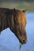 Wild Horse (Equus caballus) eating grass, North America