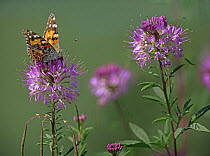 American Painted Lady (Cynthia virginiensis) butterfly feeding on Rocky Mountain Bee Plant (Cleome serrulata), North America