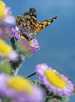 American Painted Lady (Cynthia virginiensis) butterfly feeding on Purple Aster (Aster foliaceus), North America