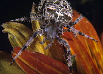House Spider (Tegenaria atrica) on cornflower, North America