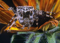 House Spider, North America