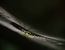 Mabel Orchard Spider (Leucauge venusta) on web, North America