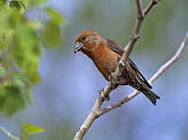 Red Crossbill (Loxia curvirostra) perching on branch, North America