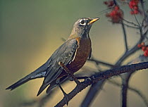 American Robin (Turdus migratorius), North America
