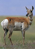 Pronghorn Antelope (Antilocapra americana) in grassland, North America