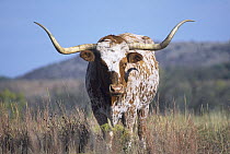 Domestic Cattle (Bos taurus), Texas