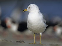 Ring-billed Gull (Larus delawarensis), North America